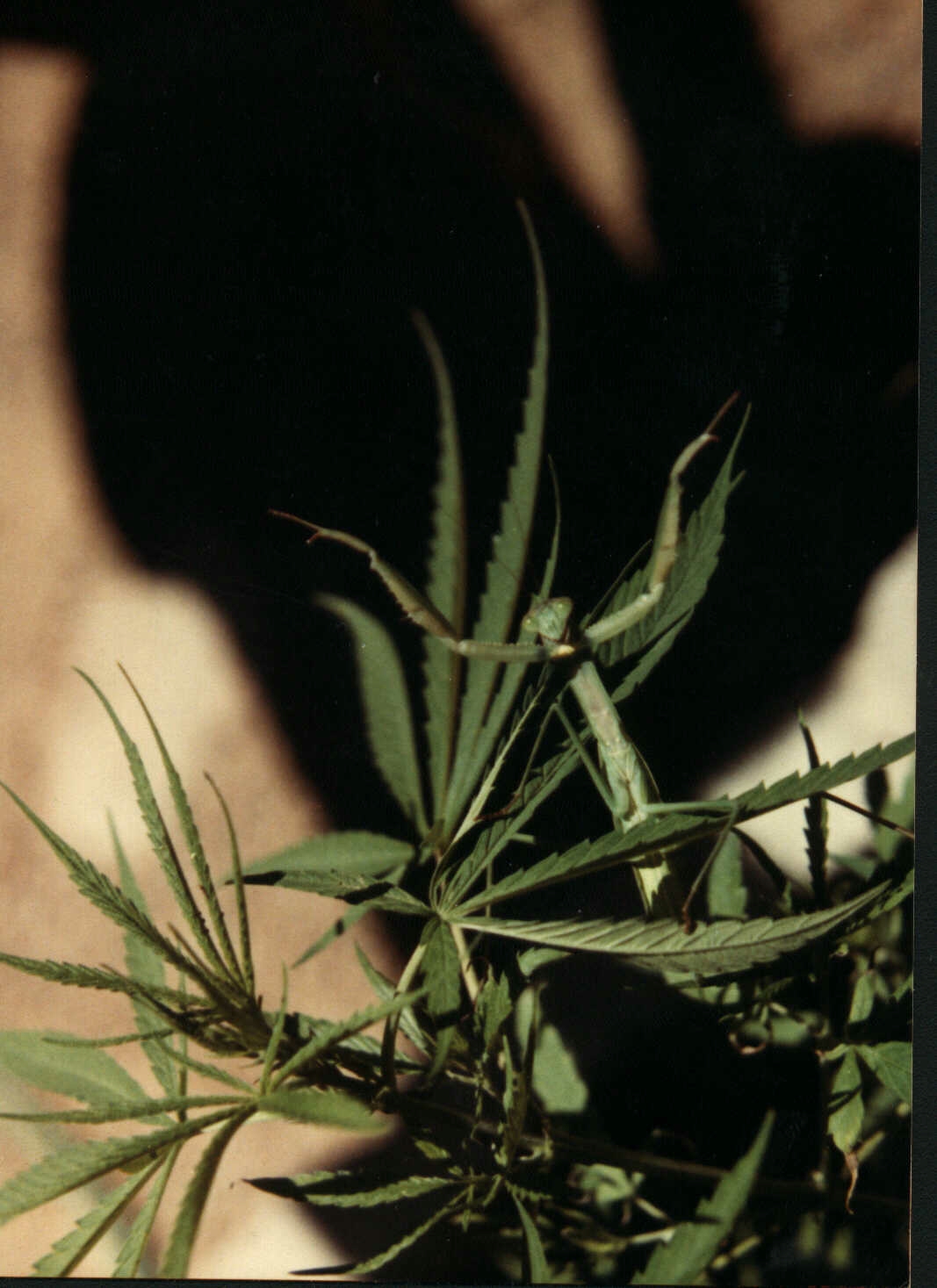 mantis.jpg (481555 bytes)